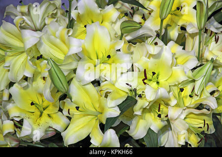 Yellow lily flowers background Banque D'Images