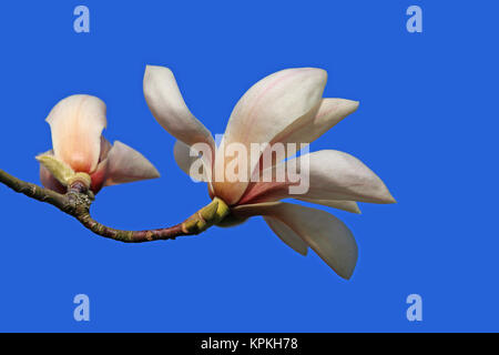 Deux fleurs de magnolia magnolia sprengeri Banque D'Images