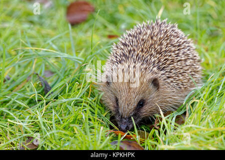 Eure et Loir, France. 6e Dec 2017. Close-up d'un hérisson (Erinaceus europaeus) marcher dans l'herbe en Eure et Loir, France. Banque D'Images