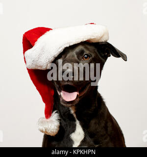 Close up Dog wearing Santa Hat Banque D'Images