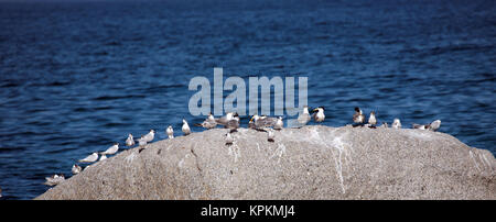 Les Sternes de Dougall Sandwich rapide et rassembler sur un rocher à Boulders Beach, Cape Town, Afrique du Sud. Banque D'Images