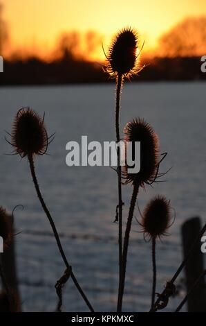 Plantes cardère silhouetté contre coucher de soleil dans le paysage hivernal Banque D'Images
