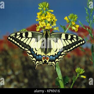 Schwalbenschwanz auf Blüte gelber. Der Große Tagfalter ist sehr selten fliegt in Deutschland und vor allem im Süden . Er steht unter Naturschutz. Banque D'Images