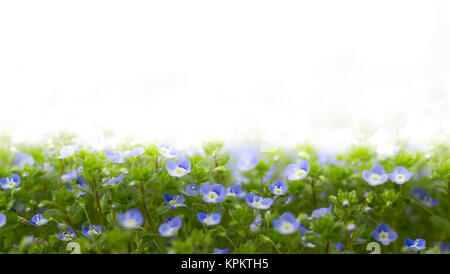 Fleurs bleu de Veronica Banque D'Images