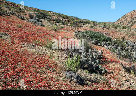 La floraison du désert (l'espagnol Banque D'Images