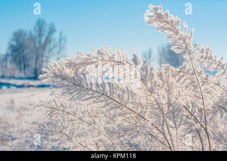 Givre sur le feuillage délicat Banque D'Images