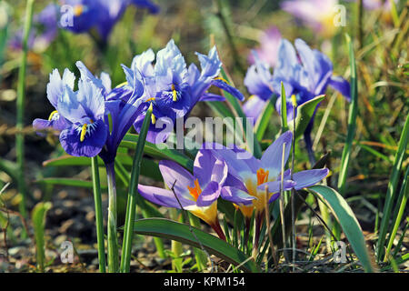 Iris nain avec Crocus au début de printemps bleu Banque D'Images