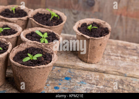 Les petits semis dans des pots ronds vert Banque D'Images
