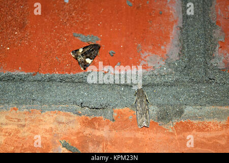 Owl assis sur un mur de briques Banque D'Images