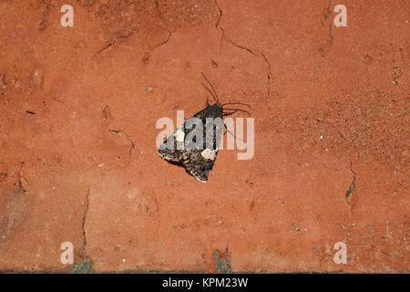 Owl assis sur un mur de briques Banque D'Images