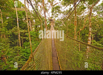 Canopy Walkway dans la forêt tropicale Banque D'Images