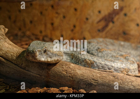 Serpent dans le terrarium - Levantine viper Banque D'Images