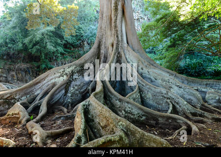 Racines géant - grand figuier (Moreton Bay Fig, Ficus macrophylla) racines dans le jardin, Puipo Allerton, Kauai, Hawaii, USA Banque D'Images