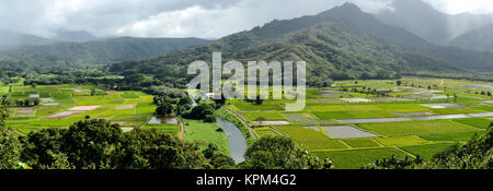 Fermes de taro - Vue panoramique des champs de taro verte au pied de montagnes brumeuses près de la baie de Hanalei, Kauai, Hawaii, USA. Banque D'Images