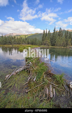 Barrage de castor sur un lac sauvage Banque D'Images