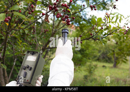 Mesurer les taux de radiation de Cherry Banque D'Images