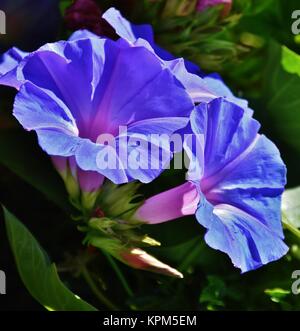 Fleur de morning glory Banque D'Images