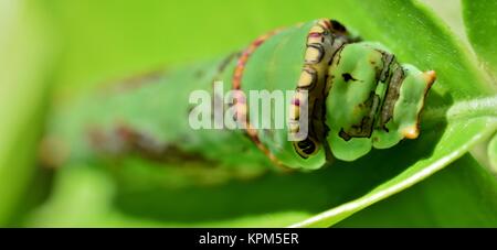 Page King Caterpillar machaon Banque D'Images