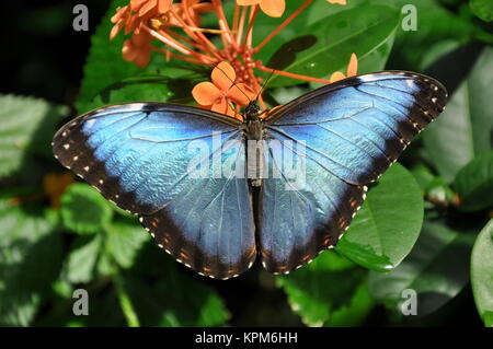 Un joli papillon morpho bleu (dans les jardins pour une visite. Banque D'Images