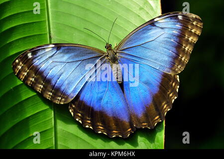 Un joli papillon morpho bleu (dans les jardins pour une visite. Banque D'Images