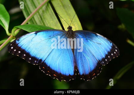 Un joli papillon morpho bleu (dans les jardins pour une visite. Banque D'Images