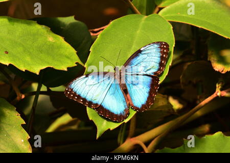 Un joli papillon morpho bleu (dans les jardins pour une visite. Banque D'Images