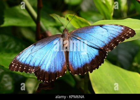 Un joli papillon morpho bleu (dans les jardins pour une visite. Banque D'Images