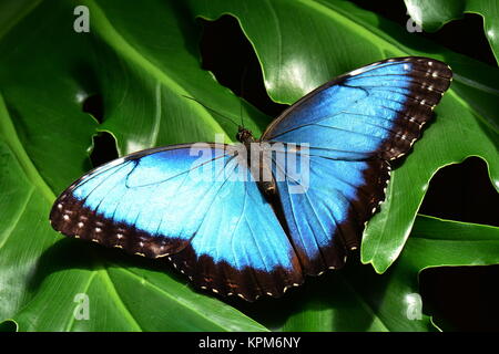 Un joli papillon morpho bleu (dans les jardins pour une visite. Banque D'Images