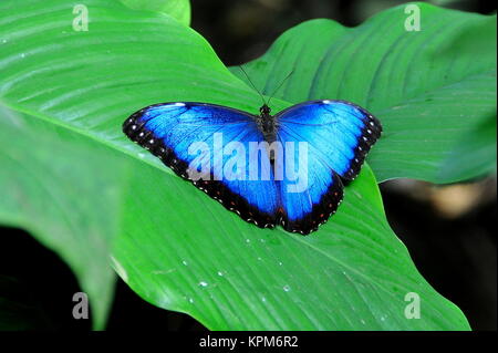 Un joli papillon morpho bleu (dans les jardins pour une visite. Banque D'Images