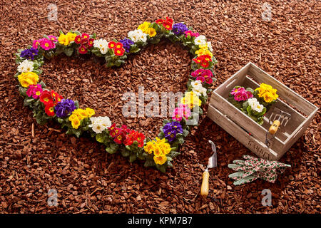 Fleurs en pot en rose, violet, jaune, rouge et blanc organisés sous la forme d'une valentine à côté de la truelle, gants et fort sur fond de copeaux de bois brun Banque D'Images