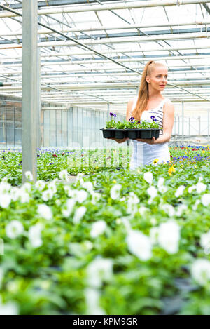 Les jeunes travaillant dans un grand jardinier pépinière Serre Banque D'Images