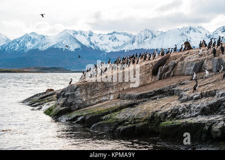 Colonie de cormorans roi se trouve sur une île dans le canal de Beagle. Les lions de mer sont visibles portant sur l'île. Tierra del Fuego, Argentine - Chili Banque D'Images