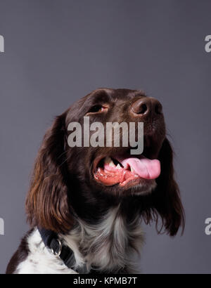 Grand Epagneul, race de chien de chasse Banque D'Images