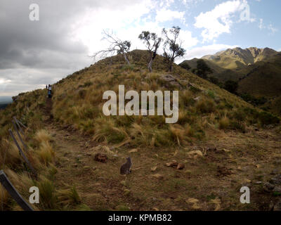 Merlo, San Luis, Argentine - 2017 : les touristes sont suivies par un chat à Mogote Bayo parc naturel, situé à la montagne Comechingones Banque D'Images