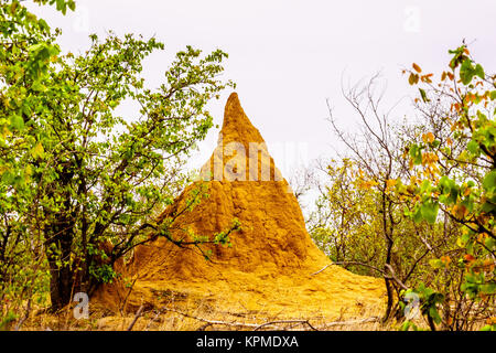 Grande colline de termites ou Ant Hill dans la savane du nord de l'entrée du Parc National Kruger en Afrique du Sud Banque D'Images