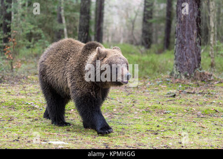 Ours brun (Ursus arctos) dans la forêt d'hiver Banque D'Images