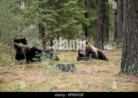 Ours brun (Ursus arctos) dans la forêt d'hiver Banque D'Images