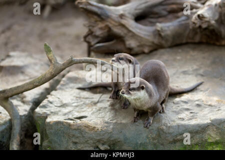 Loutre d'Europe (Lutra lutra) Banque D'Images