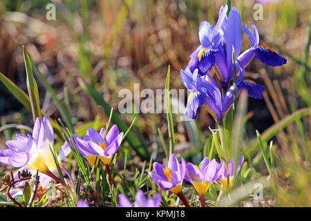 Iris reticulata avec Crocus au début du printemps Banque D'Images