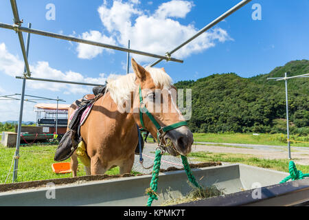 Cheval à la ferme Banque D'Images