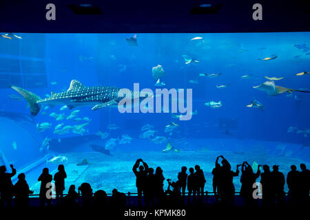 Aquarium d'Okinawa Banque D'Images