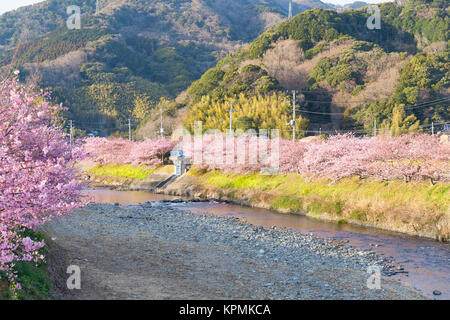 Rivière et arbres Sakura Banque D'Images