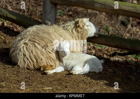 Les brebis avec agneau sur rural farm Banque D'Images