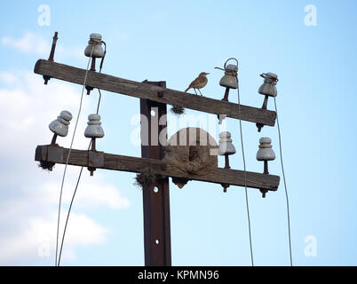 Hornero les oiseaux et leurs nids de boue sur un vieux poteau télégraphique. Cordoba, Argentine Banque D'Images