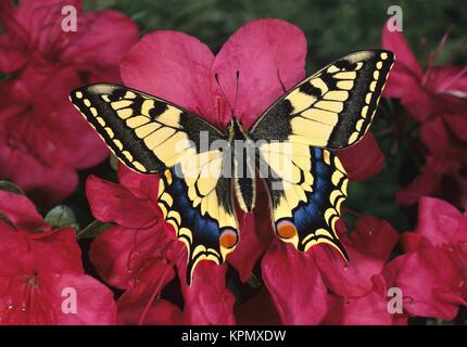 Papilio machaon, Schwalbenschwanz, ancien monde, Swallowtail auf rosa Azaleenblüten. Der Große Schmetterling ist sehr selten in Deutschland. Er steht unter Naturschutz. Banque D'Images