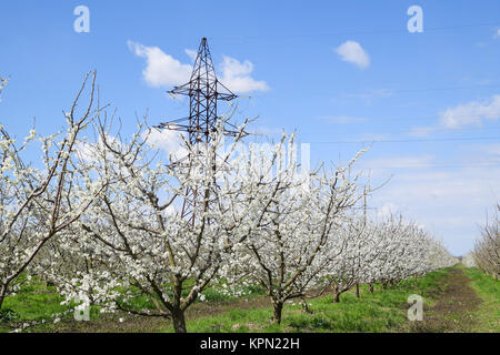 Tour de transmission dans le jardin de fleurs Banque D'Images