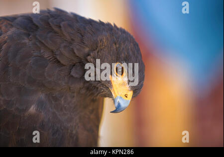 Les jeunes femmes Harris Hawk Banque D'Images