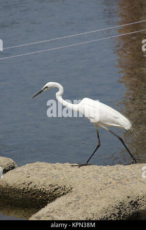 Aigrette à Kyoto, Japon Banque D'Images