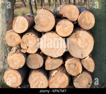 Http://www.shutterstock.com/pic-75694408/stock-photo-freshly-cut-tree-logs-piled-up.html ?src =aqelad600-ef-s6autbfgg-1-12 Banque D'Images