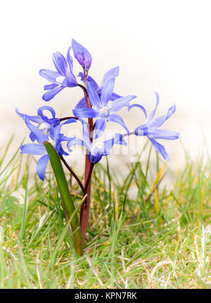 Scilla bleu fleur dans l'herbe Banque D'Images